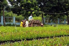 NA deputies push for stronger forest protection