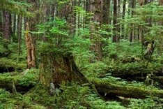 Accurate forest data to be integrated this year