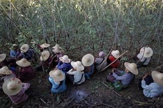 Myanmar opium output rises despite eradication effort