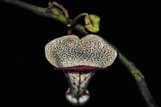 New plant species found in Thanh Hoa