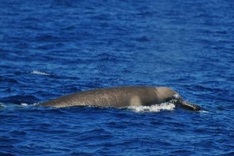 Rare whale caught on film for first time