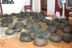 Delayed decision leads to death of 30 pangolins