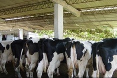 Vietnam’s dairy industry faces challenges