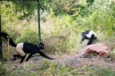 Rare langur returned to the national park