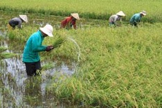 Delta crops face threat from salt