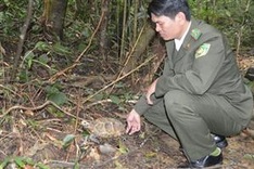 Huế national park gets rare tortoise