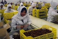 Algeria to export dates to Vietnam