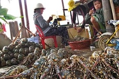 Lobster farmers squeezed by Chinese traders