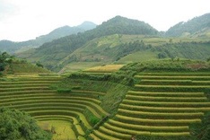 Celebrate the rice season in Mu Cang Chai