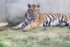 Businesses team up to protect wildlife