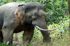 Declining forested land triggers elephant conflict