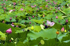 Lotus blossoming in Hue