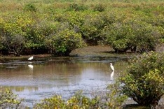 Inordinate growth focus hurts biodiversity