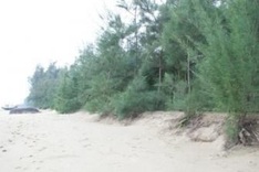 Coastal forests crucial to fighting climate change: DPM Hai