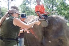 50,000 USD to save elephants in Dak Lak