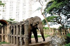 Animals to get more space at HCM City zoo