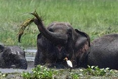 Rogue elephant tramples 15 to death in India, faces culling