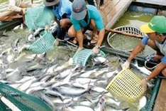 Vietnamese tra, basa fish at disadvantage in US market