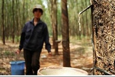 Vietnam Rubber Group opens its doors to people affected by plantations in Cambodia and Laos