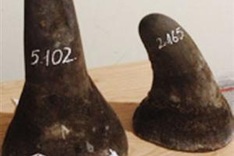 Smuggled rhino horns seized in HCM City