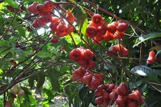 ‘Southern Fruit Festival 2012’ to be held in June