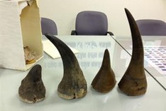 Airport customs officers seized over 5kg rhino horns