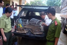Biggest ever Ha Tinh tiger trafficking ring busted