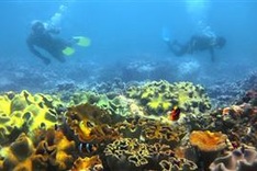 Vietnam’s sea accommodates 1,100 sq.km. of coral reefs
