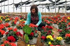 Da Lat prepares for flower festival