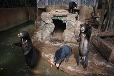 Anger at skeletal sun bears in Indonesian zoo