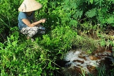 Pollution from dairy farm forces families to relocate