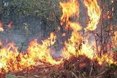 Central region intensifies forest fire precautions