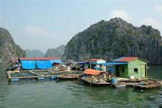 Illegal aquaculture threatens Ha Long Bay