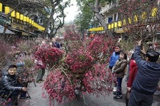 Flowers colour Hanoi's streets as Tet nears