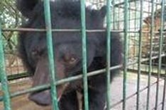 Bear kept in captivity shifted to rescue centre