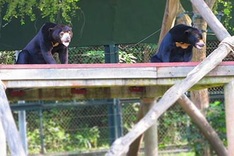 Wildlife still widely consumed in Vietnam