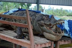 Rare crocodile found dead in central Vietnam