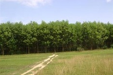 Green strategy key to sustainable growth