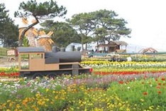 Floral extravaganza to warm Da Lat chill