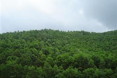 Vietnam targets 42 percent forest coverage by 2020