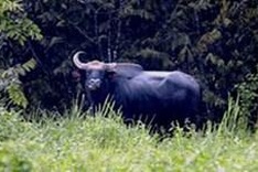 Gaur discovered in Quang Nam province