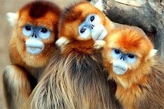 Website launched to help identify endangered animals