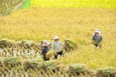 Stronger actions urged to curb agricultural pollution