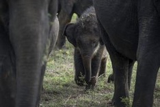 Sri Lanka probes deaths of wild elephants