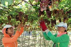 Ninh Thuan to host international wine festival
