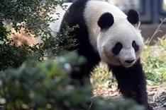 Japan zoo gives pandas privacy as mating season starts
