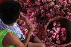 Hanoi’s lotus tea-making art