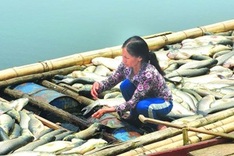 Companies fined USD181,800 for mass fish deaths in Thanh Hoa