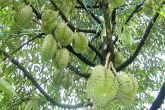 Exuberant orchards in Mekong Delta