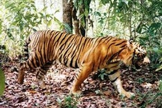 MoNRE drafts National Tiger Conservation Programme by 2022